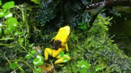 P bicolor male.jpg
