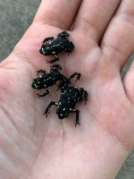 bumblebeetoads.jpg