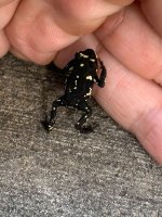 bumblebeetoads3.jpg