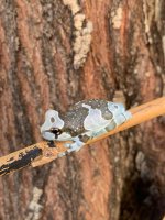 milkfrog2.jpg