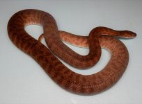A. childreni.jpg
