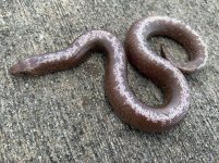 anerystripemale.jpg