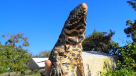 fb fm hi fb hi wte gator 1.jpg