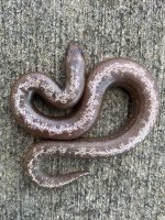 anerystripemale1.jpg