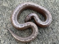anerystripefemale.jpg