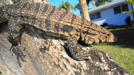 fb fm hi fb hi wte gator 13.jpg