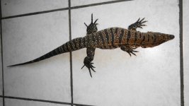 fb fm hi fb hi wte gator 12.jpg