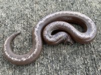 anerystripefemale1.jpg