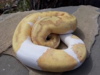 bp6.jpg
