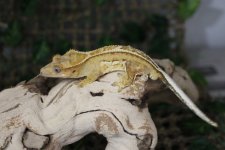 IMG_3334.jpg