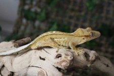 IMG_3340.jpg