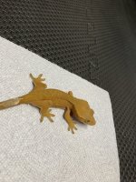 21g tang unsex.jpg