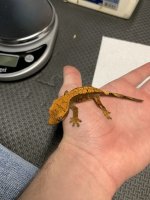 6g orange harly.jpg