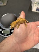 6g yallow:orange unsex.jpg