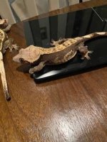 gecko.jpg gecko.jpg