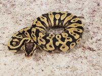 pastel yb het clown female.jpg