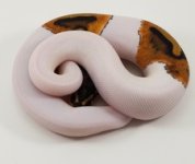 PIED HET CLOWN 02.jpg