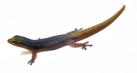 cameroon_dwarf_gecko_538_1.jpg