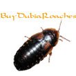 tabBuyDubiaRoaches.jpg