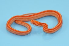 CC19-ROMThBS-008M-sm.jpg