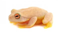 australian_red_eyed_tree_frog_-_litoria_chloris_captive_bred_cbp_1__1.jpg