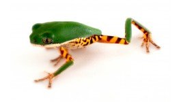 tiger_leg_monkey_tree_frog_-_phyllomedusa_hypocondrialis_captive_bred_5_.jpg