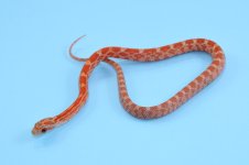 CC19-LavaPHCSA-001M-sm.jpg