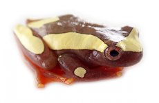 clown_tree_frog_-_dendropsophus_leucophyllatus_captive_bred_6_.jpg
