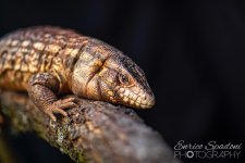 IMG_7582.JPG