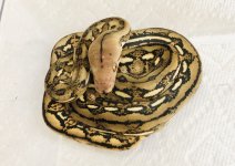 0.1 2020 Tiger het Indonesian Caramel.jpg