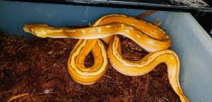 1.0 2019 Platinum OGS poss het Albino.jpg