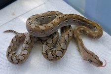 IMG_20200608_120118_980.jpg