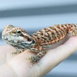 Dunners_leatherback_bearded_dragon-2.jpg