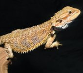 Bearded_dragon_juvenile-3.jpg