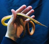 leafnose_snake-2.jpg
