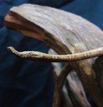 leafnose_snake-5.jpg