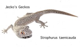 S.taenicauda1.jpg
