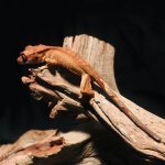 Crested_gecko_with_tail-4.jpg