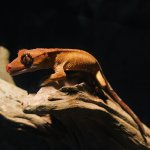 Crested_gecko_with_tail.jpg