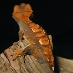crested-gecko-no-tail-2.jpg
