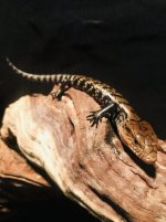 Blue_tongue_skink_(H_one)-3.jpg
