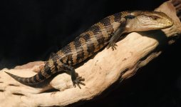 Blue_tongue_marquee-3.jpg