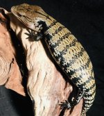 Blue_tongue_hybrid-2.jpg
