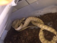 Male albino Ptyas.JPG