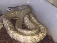 Hypo Ptyas female.JPG
