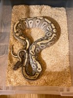 2018 Male Hypo Mojave.jpg