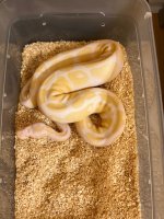 2019 Male Albino.jpg