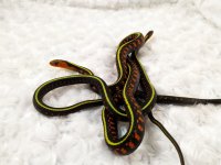 redspot3.jpg