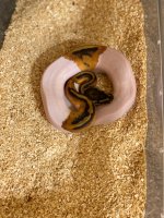 2019 Male Pied Pic.2.jpg