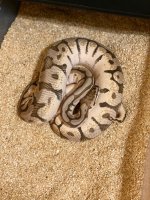 2017 Female Mojave Bee.jpg